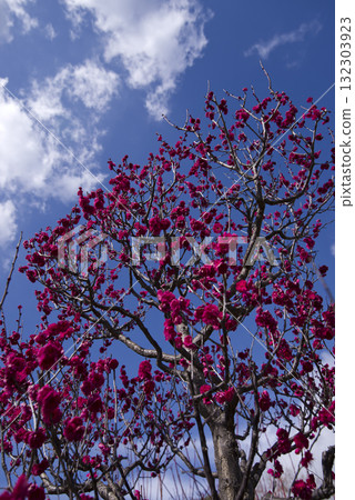 Red plum blossoms are in bloom in the plum garden. Red plum blossoms are in bloom in the plum garden. 132303923