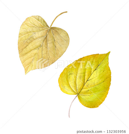 Watercolor set of autumn linden leaves. Good for postcards, books, invitations, greeting cards, wallpaper and textiles. 132303956