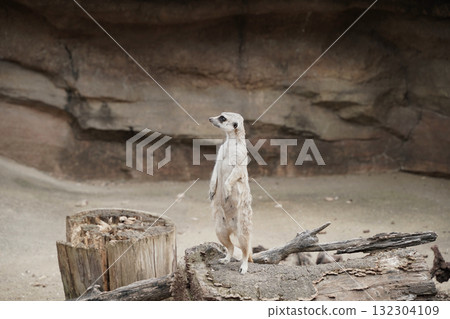 meerkat  132304109