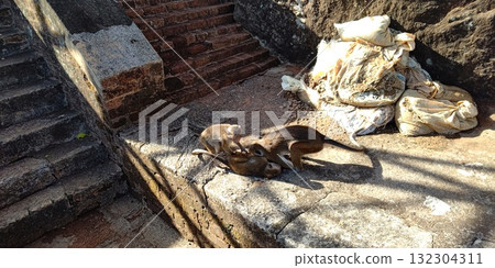 Monkeys of Sigiriya Rock [Sri Lanka] 132304311