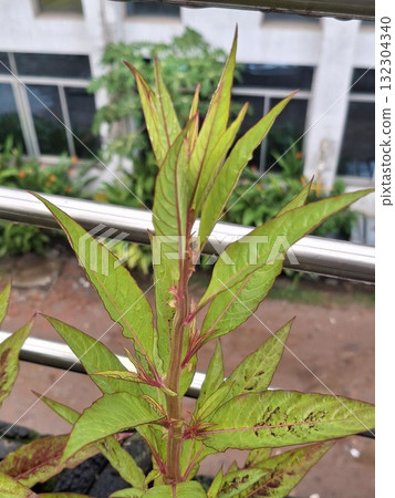 A close-up of a vibrant green plant with a reddish stem and pointed leaves, showing new growth in a garden setting 132304340