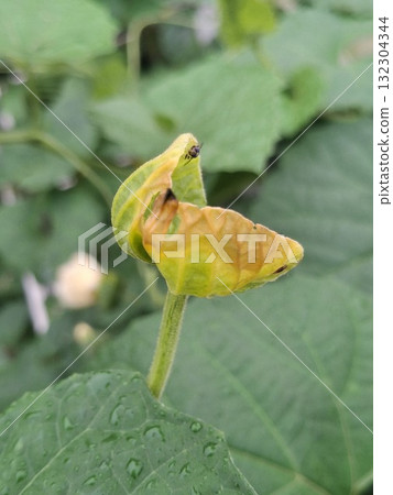 A macro shot focuses on a young, unfurling yellow flower bud surrounded by lush green foliage 132304344