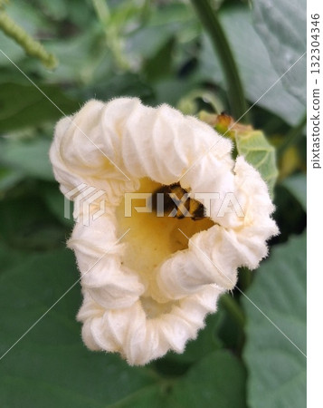 A close-up shot of a bee collecting nectar from a delicate, pale pink flower with ruffled petals. Green leaves provide a soft background A close-up shot of a bee collecting nectar from a delicate, pale pink flower with ruffled petals. Green leaves provide a soft background 132304346