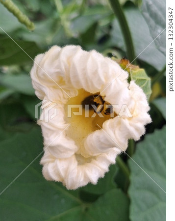 A close-up shot of a bee collecting nectar from a delicate, pale pink flower with ruffled petals. Green leaves provide a soft background A close-up shot of a bee collecting nectar from a delicate, pale pink flower with ruffled petals. Green leaves provide a soft background 132304347