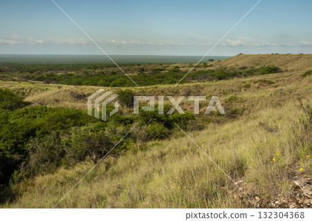 Calden forest landscape, Prosopis Caldenia plants, La Pampa province, Patagonia, Argentina. 132304368