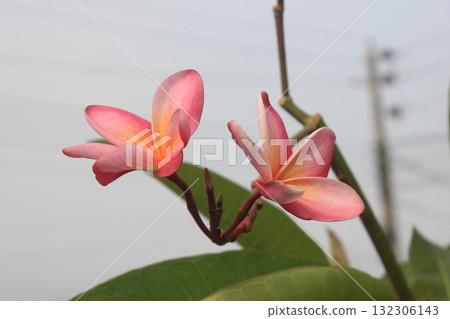 Two delicate pink and orange plumeria flowers bloom on a branch against a soft, hazy sky. 132306143