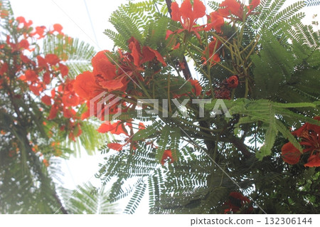 Vibrant red flamboyant flowers bloom on a lush green tree, creating a stunning natural display against a bright sky 132306144