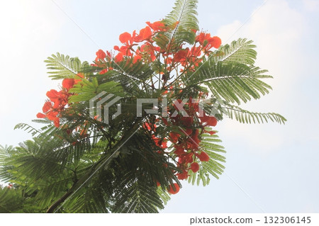 Vibrant red flowers and lush green foliage of a flamboyant tree against a bright sky 132306145