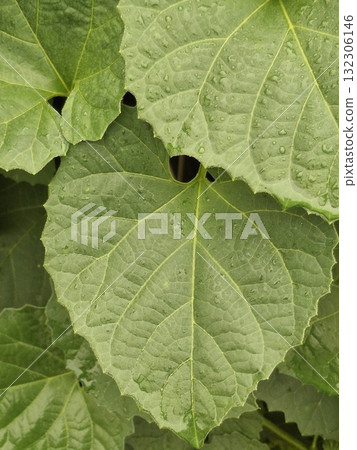 Close up of large textured green plant leaves with visible veins Close up of large textured green plant leaves with visible veins 132306146