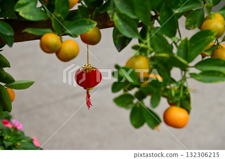 Close-up of the Chinese traditional red lantern decor hanging on the mandarin tree. Festive decoration and celebration. Chinese New Year decoration. For background use. 132306215
