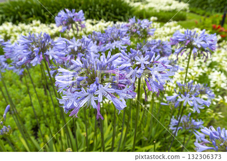 Lily of the Nile also called African Blue Lily flower in purple blue shade (Agapanthus Africanus) in Australia. Lily of the Nile also called African Blue Lily flower in purple blue shade (Agapanthus Africanus) in Australia. 132306373