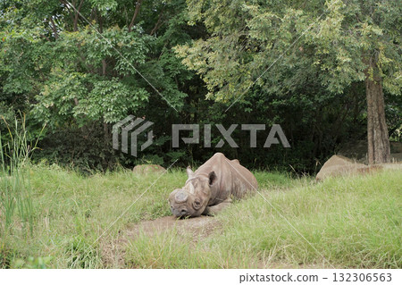 Japanese cypress 132306563