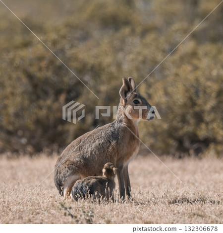 Patagonian Cavi.Peninsula de Valdes Patagonian Cavi.Peninsula de Valdes 132306678