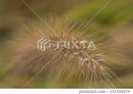 深秋的日本茉莉草穗 132306874