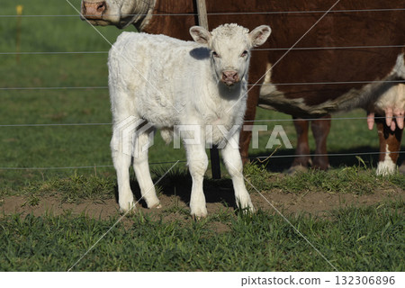 White Shorthorn calf , in Argentine countryside, La Pampa province, Patagonia, Argentina. White Shorthorn calf , in Argentine countryside, La Pampa province, Patagonia, Argentina. 132306896