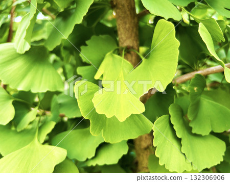 Ginkgo leaves bathed in light 132306906
