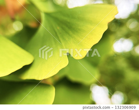 銀杏葉顏色鮮豔 132306909