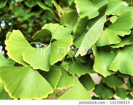 Shining ginkgo leaves 132306915
