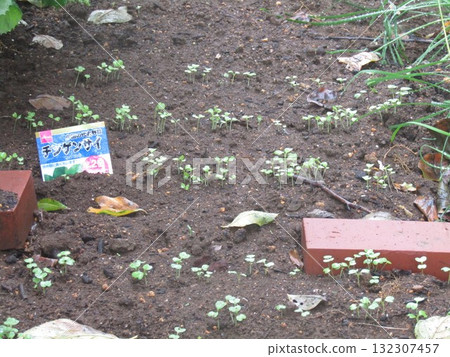 家庭花園裡種植的白菜和小松菜 家庭花園裡種植的白菜和小松菜 132307457