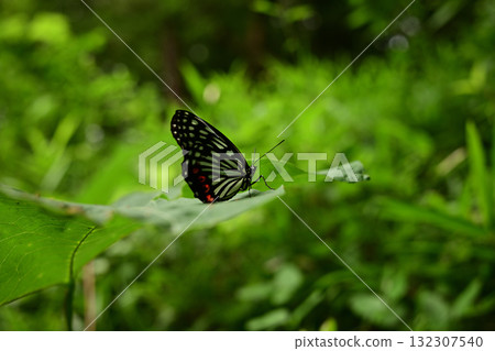 Purple Admiral (specified invasive species, summer type, rests on leaves) 132307540