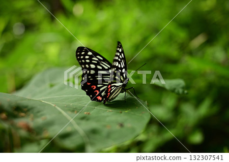 Purple Admiral (specified invasive species, summer type, rests on leaves) Purple Admiral (specified invasive species, summer type, rests on leaves) 132307541