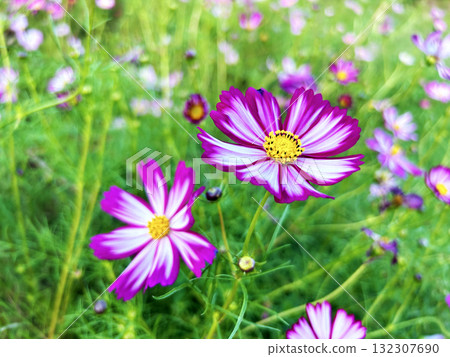 Colorful cosmos 132307690