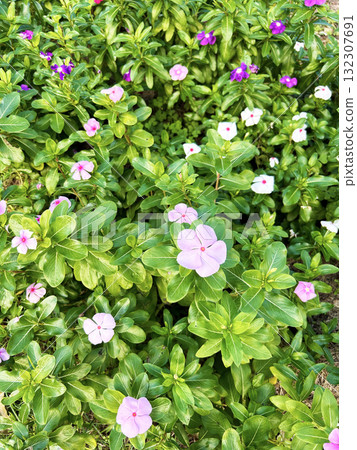 Madagascar periwinkle blooming in the flowerbed 132307691