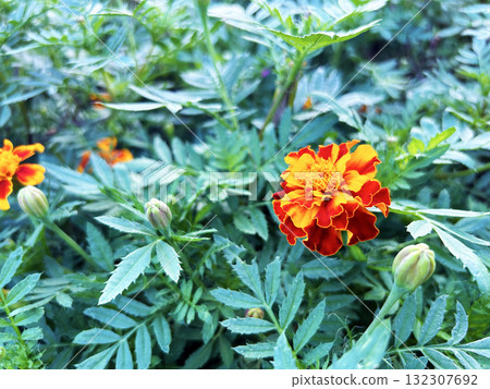 bright marigold 132307692