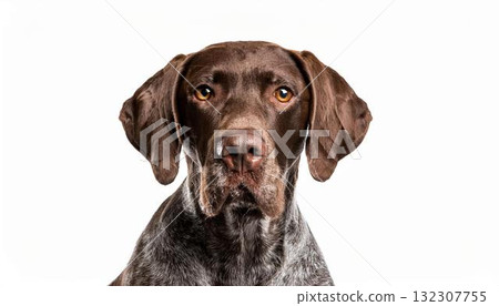 德國短毛指示犬肖像 132307755