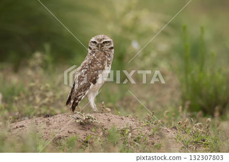 Ferruginous Pygmy owl, Glaucidium brasilianum, Calden forest, La Pampa Province, Patagonia, Argentina. 132307803