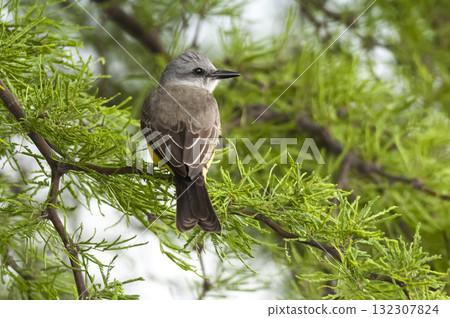 Tropical Kingbird  Calden Forest environment, La Pampa Province, Argentina. 132307824