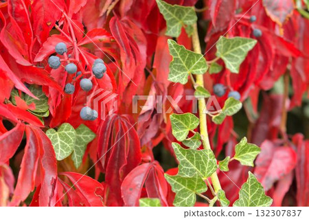 A view of climbing ivy and Virginia creeper. The concept of autumn colors and climbing plants. Parthenocissus quinquefolia, commonly known as Virginia creeper, woodbine, five-leaved ivy, or five A view of climbing ivy and Virginia creeper. The concept of autumn colors and climbing plants. Parthenocissus quinquefolia, commonly known as Virginia creeper, woodbine, five-leaved ivy, or five 132307837