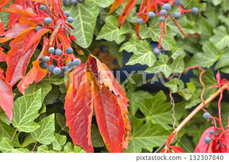 A close up of creeping ivy and Virginia creeper. Ivy climbing on a wall. Red leaves. Macro image, close-up. The idea of autumn colors and the coming winter. A close up of creeping ivy and Virginia creeper. Ivy climbing on a wall. Red leaves. Macro image, close-up. The idea of autumn colors and the coming winter. 132307840
