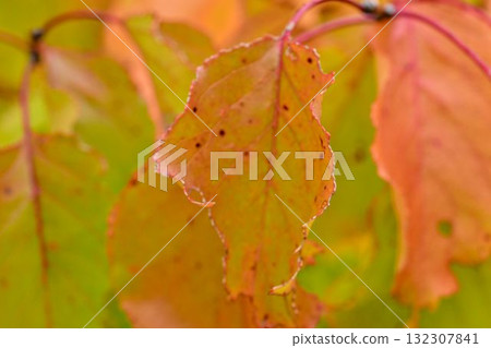 View of autumn-colored leaves on a tree. Autumn colors on trees. Autumn colors on foliage. Macro image, close-up. Concept of autumn colors and the coming winter. 132307841