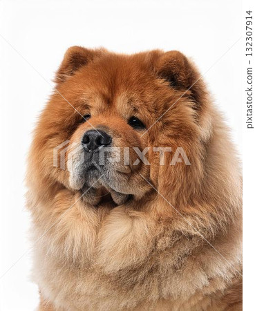 Chow Chow Portrait Chow Chow Portrait 132307914