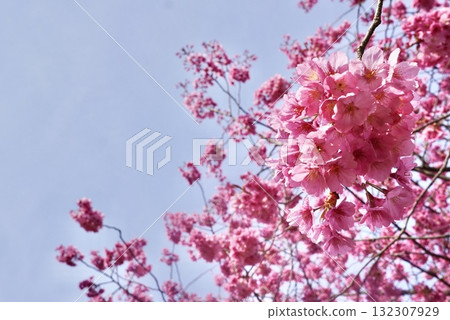  櫻花和藍天 132307929