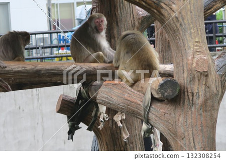 恒河猴在樹上休息 恒河猴在樹上休息 132308254