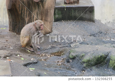 井之頭自然文化公園的恒河猴 井之頭自然文化公園的恒河猴 132308255