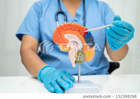 Asian doctor holding brain anatomy model for study diagnosis and treatment in hospital. 132308298