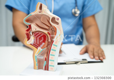 Asian doctor with nasal oral throat cavity neck human anatomy model for study diagnosis and treatment in hospital. 132308300