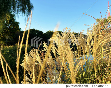 Susuki在風中搖曳 Susuki在風中搖曳 132308366