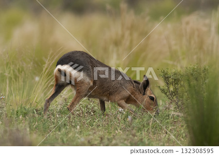 Desert cavi eating, Patagonia, Argentina 132308595