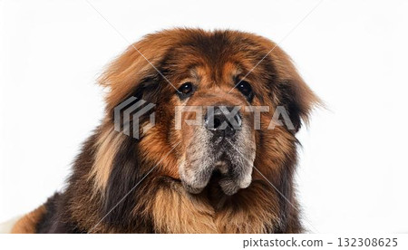 Tibetan Mastiff portrait Tibetan Mastiff portrait 132308625