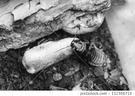 Madagascar hissing cockroach aka Gromphadorina Portentosa while eating a banana Madagascar hissing cockroach aka Gromphadorina Portentosa while eating a banana 132308718