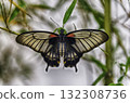 Papilio memnon,  tropical butterfly, standing on a leaf Papilio memnon,  tropical butterfly, standing on a leaf 132308736
