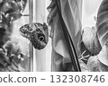 Owl butterfly, genus Caligo, is a tropical butterfly Owl butterfly, genus Caligo, is a tropical butterfly 132308746