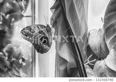 Owl butterfly, genus Caligo, is a tropical butterfly Owl butterfly, genus Caligo, is a tropical butterfly 132308746