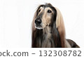 Afghan Hound portrait 132308782
