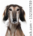 Saluki portrait 132308789