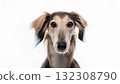Saluki portrait 132308790
